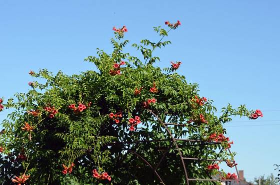 Trubač kořenující nabízí v letních měsících množství květů.