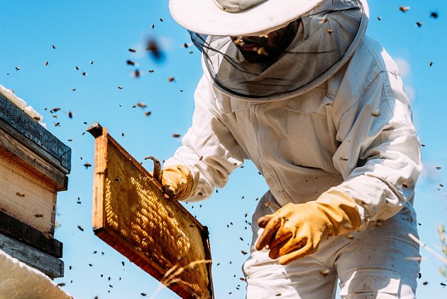Od včel se získává med, propolis, mateří kašička vosk, jed i pyl