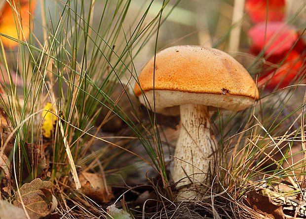Podzimní houbařská sezóna se blíží