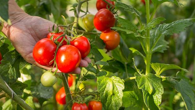 Proč je potřeba rajčata vysazovat nakřivo?