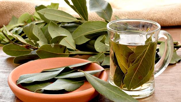 Proč pít čaj z bobkového listu před dlouhou cestou?