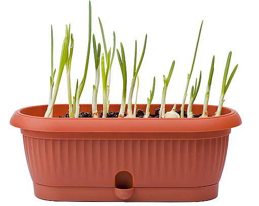 Česnekovou nať můžete pěstovat v květináči či truhlíku