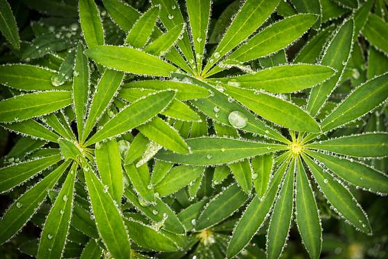 Listy lupiny mnoholisté vypadají velmi dekorativně zvlášť po dešti.