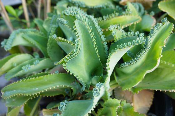 Mezi zelené léčivky ze skupiny pokojových rostlin řadíme i Kalanchoe daigremontiana.