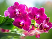 Orchidejím, stejně jako jiným rostlinám, prospívá správné a vhodné hnojení.