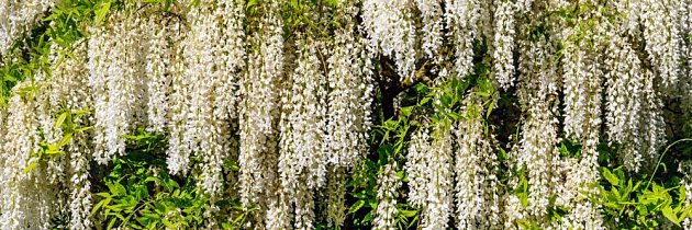 Bíle kvetoucí kultivar vistárie květnaté (Wisteria floribunda)