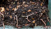 Žížaly pomáhají s procesy v kompostu, velmi jim chutná kávová sedlina.