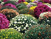 Chryzantémy zapěstované do kompaktních tvarů jsou ozdobou podzimní zahrady, nejčastěji v nádobách
