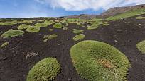 Holá lávová pole Etny osídlují houževnaté pionýrské rostliny