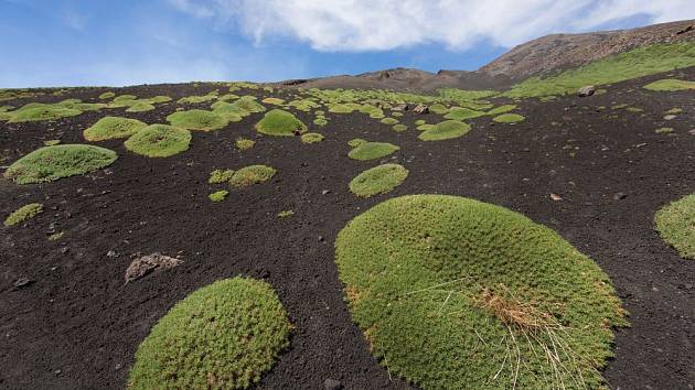 Holá lávová pole Etny osídlují houževnaté pionýrské rostliny
