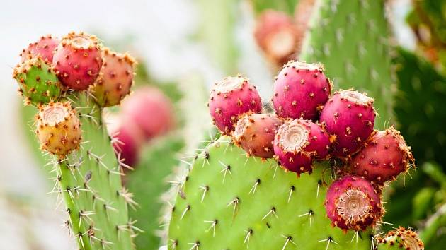 Kaktus opuncie pochází z Mexika, kde ho odedávna mnohostranně využívali tamní Indiáni