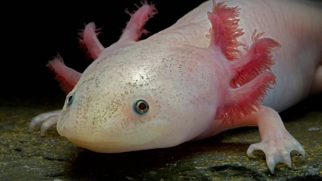 Axolotl neboli vodní dráček vzbuzuje pozornost svým zjevem i schopnostmi.