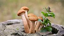 Dřevokazné houby, jako je václavka, se na zahradě na vhodném pařezu objevit mohou