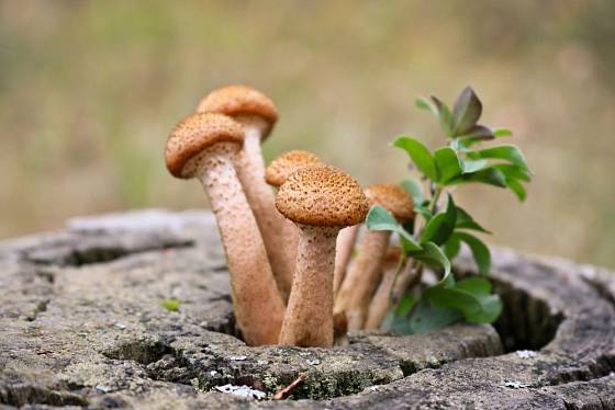 Dřevokazné houby, jako je václavka, se na zahradě na vhodném pařezu objevit mohou