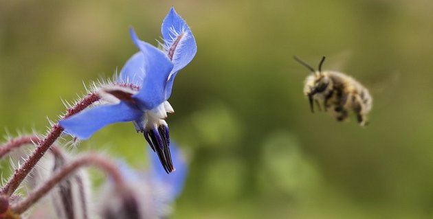 Brutnák nabízí nektar od jara do podzimu, rozkvétá postupně po celou sezónu