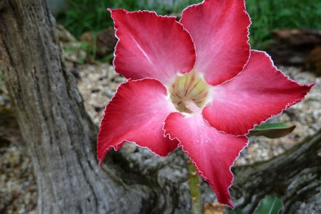 Pouštní růže (Adenium) - růžové květy.