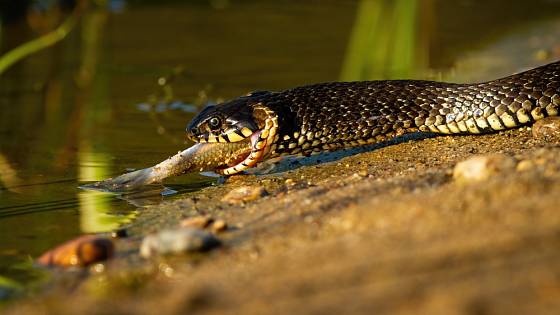 Užovka obojková je nejrozšířenější evropský nejedovatý had.