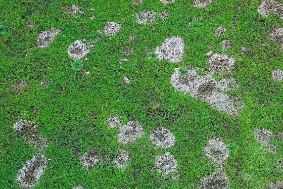 Takové škody v trávníku může napáchat nejen sucho, ale i plíseň sněžná.