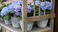 Aby kvetly modře, vyžadují hortenzie kyselý substrát
