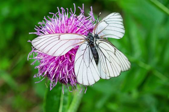 Parcha saflorová přitahuje motýly a poskytuje jim potravu