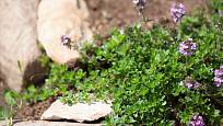 poláhavy tymián, Thymus serpyllum, skvělá půdopokryvná bylinka pro slunná místa