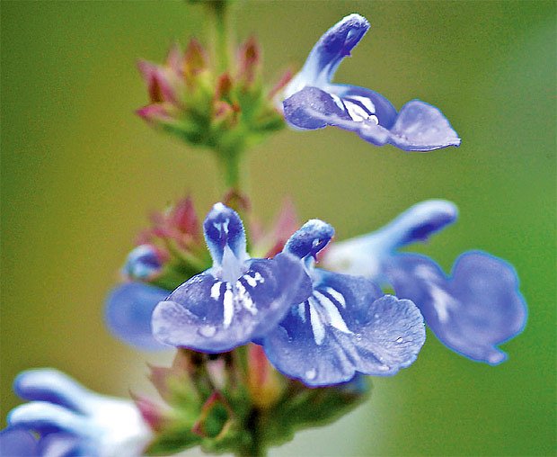 Šalvěj slatinná (Salvia uliginosa) 