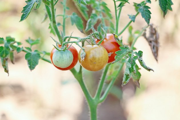 Mšice často napadají rajčata i další zeleninu