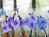 modrá orchidej vice
