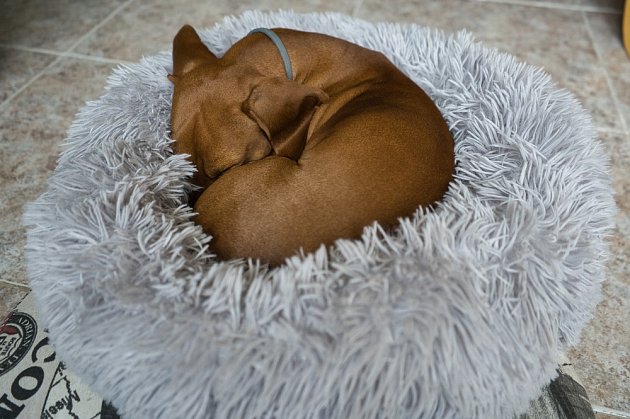 Spaní v klubíčku v sobě mají psi geneticky zakódované od dob, kdy žili ještě ve smečkách
