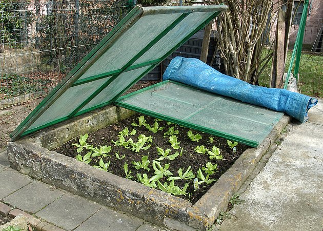 V pařeništi vytápěném hnojem vypěstujem saláty velmi brzy