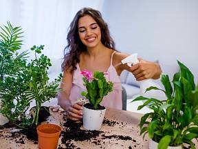 Víte, jak vašim pokojovým rostlinám pomůže ocet?