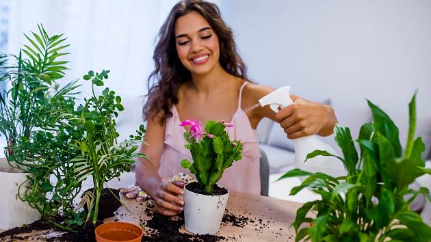 Víte, jak vašim pokojovým rostlinám pomůže ocet?