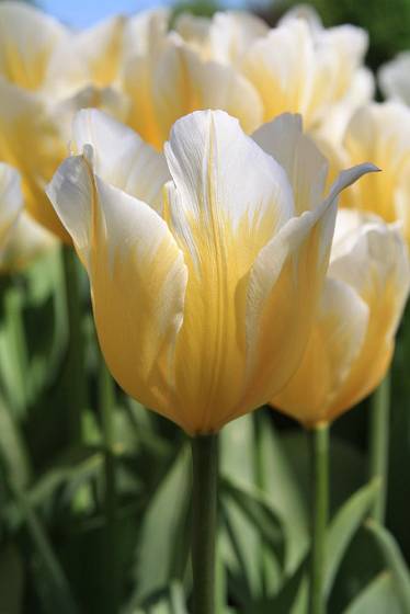 tulipán odrůdy Sweetheart, skupina Forsteriana