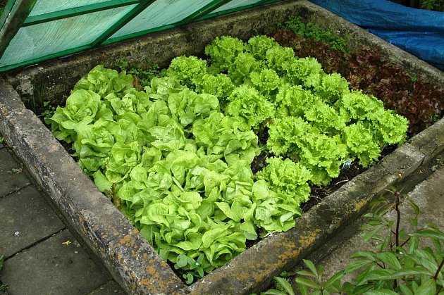 Salát můžeme v pařeništi pěstovat již v předjaří