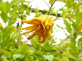 Cedrát Buddhova ruka (Citrus medica var. sarcodactylis) má plody velmi zvláštních tvarů.