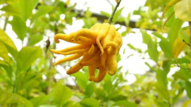 Cedrát Buddhova ruka (Citrus medica var. sarcodactylis) má plody velmi zvláštních tvarů.