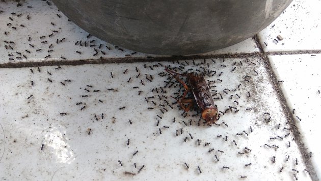 Mravenci si rádi pochutnají na mrtvém hmyzu.