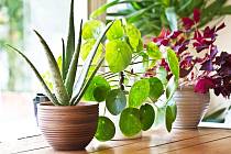 Jaké rostliny jsou ty pravé pro vaši domácnost?