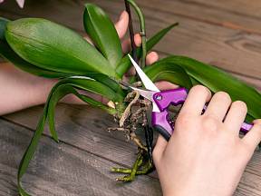 Jak zmladit starou orchidej?