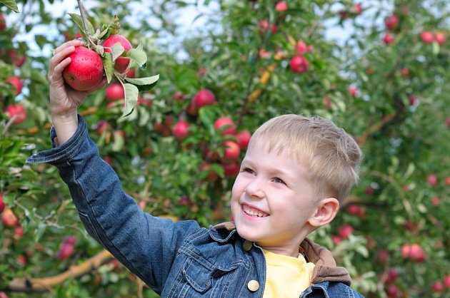 Se sklizní jablek rády pomohou i děti.