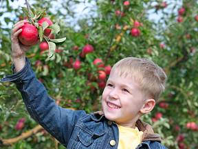 Se sklizní jablek rády pomohou i děti.