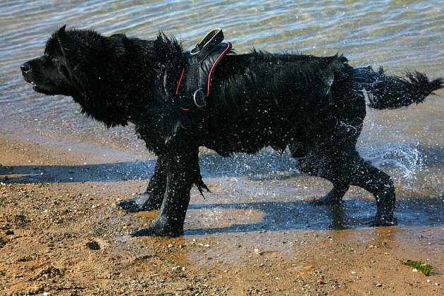 Novofundlandský pes je skvělým vodním záchranářem.