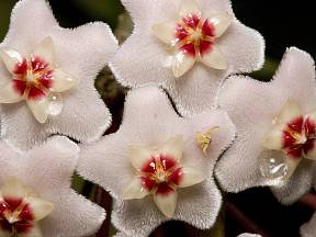 Gutace čili slzení voskovky (Hoya) na jejích květech.