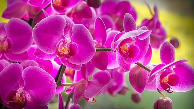 Tři nejodolnější druhy orchidejí. Které to jsou?