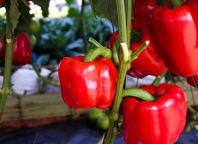 Červená paprika – capsicum annuum