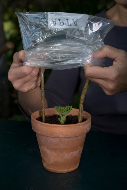 Aby rostlinka měla dobré klima, můžete jí na čas přikrýt folií.