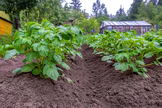 Hlízy brambor totiž rostou nad úroveň vysazené hlízy, takže kdybyste neměli správně nakopčeno, nové brambory by neměly kam růst.