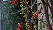Cherry rajče odrůdy Sweet Aperitif