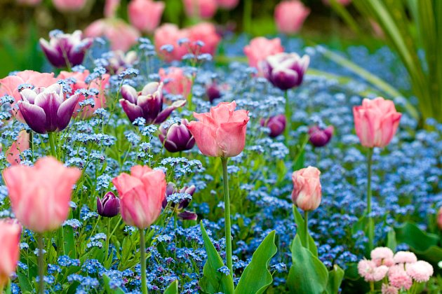 Kombinace tulipánů a pomněnek se postará o nezapomenutelné jaro na zahradě