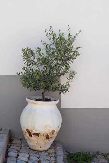 Olivovník pěstovaný v nádobě jako přenosná rostlina.